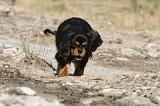 CAVALIER KING CHARLES 046